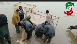 از ۱۵ اسفند تاکنون بیش از ۵۵۰۰ قطعه ماهی استخوانی مولد در سفید رودصید شده است