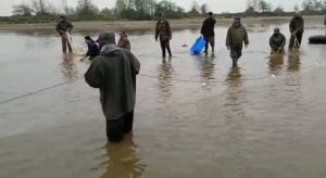 صید بیش از ۱۷ هزار قطعه ماهی مولد در سفید رودبندر کیاشهر