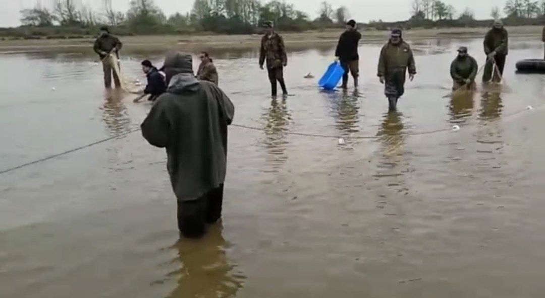 صید بیش از ۱۷ هزار قطعه ماهی مولد در سفید رودبندر کیاشهر