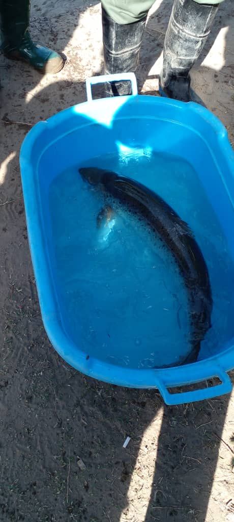 ماجرای صید یک ماهی آزاد ۷۰ میلیون تومانی در دهنه سر سفیدرود