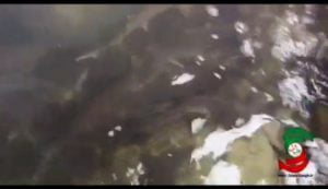 گزارش ویدئویی جلال شرق از مرکز بازسازی ذخایر ماهیان استخوانی و غضروفی دکتر یوسف پور سیاهکل