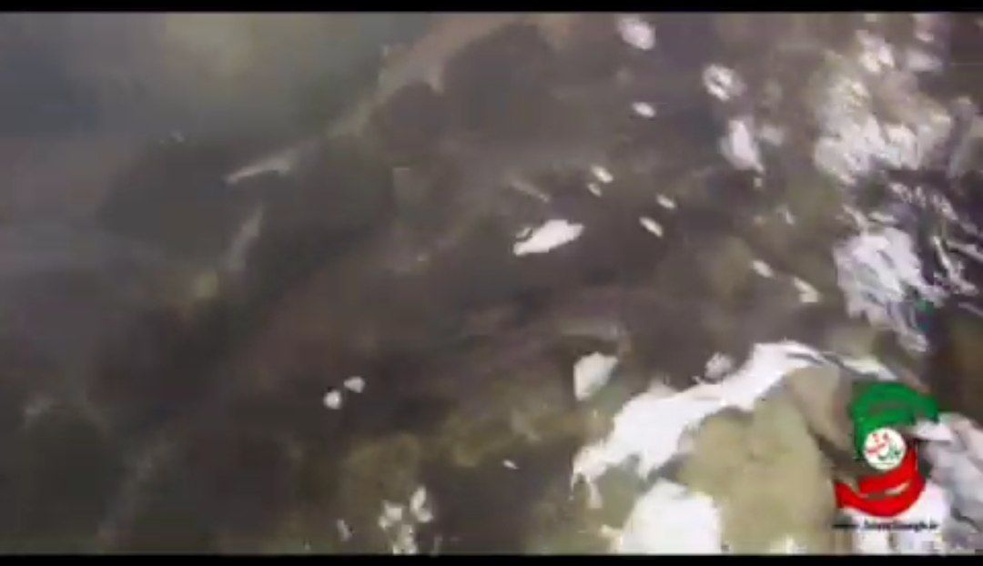 گزارش ویدئویی جلال شرق از مرکز بازسازی ذخایر ماهیان استخوانی و غضروفی دکتر یوسف پور سیاهکل