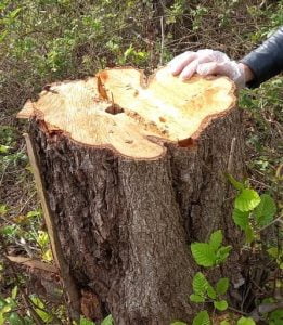 آقایان  ! حداقل به داد درختان پارک ملی بوجاق برسید ؟!