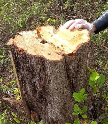 آقایان ! حداقل به داد درختان پارک ملی بوجاق برسید ؟!