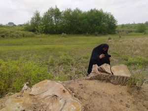 گزارش جلال شرق از قطع درختان حاشیه پارک جنگلی (مدرسه طبیعت قدیم) بندرکیاشهر