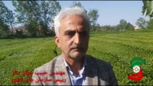 تاکنون ۴۵ هزار تن برگ سبز چای بالغ بر ۴۰۰ میلیارد تومان از چای‌کاران گیلان و مازندران خریداری‌شده است