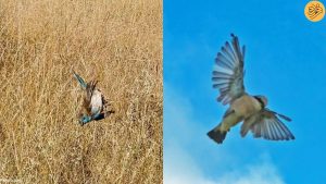 (ویدئو) عنکبوتی که با تارهایش پرندگان را شکار می‌کند!