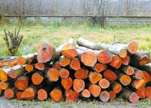 کشف ۵۰۰۰۰ برگ توتو و ۱۴ تن چوب‌ جنگلی قاچاق در آستانه‌‌اشرفیه