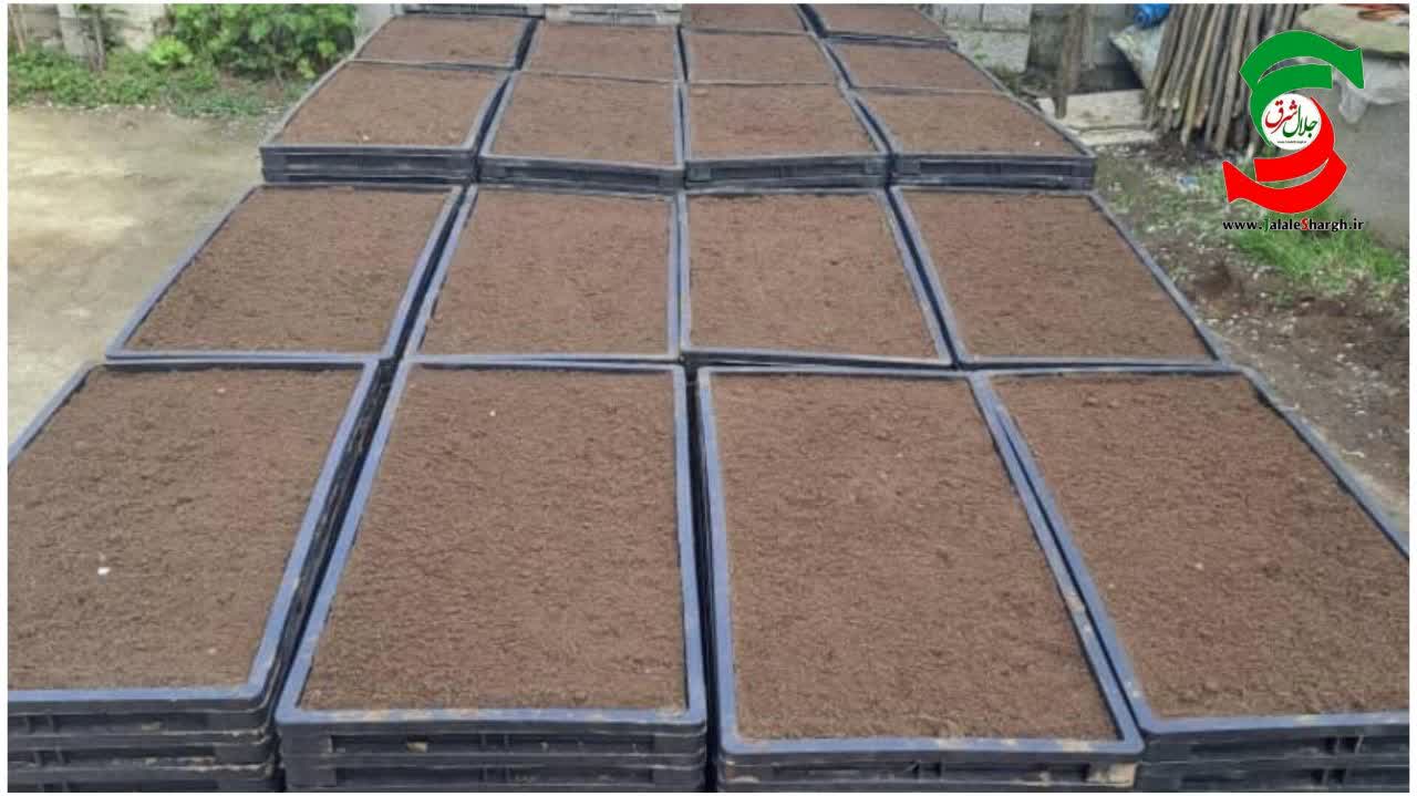 نخستین خزانه گیری برنج در روستای دستک شهرستان آستانه‌اشرفیه انجام شد