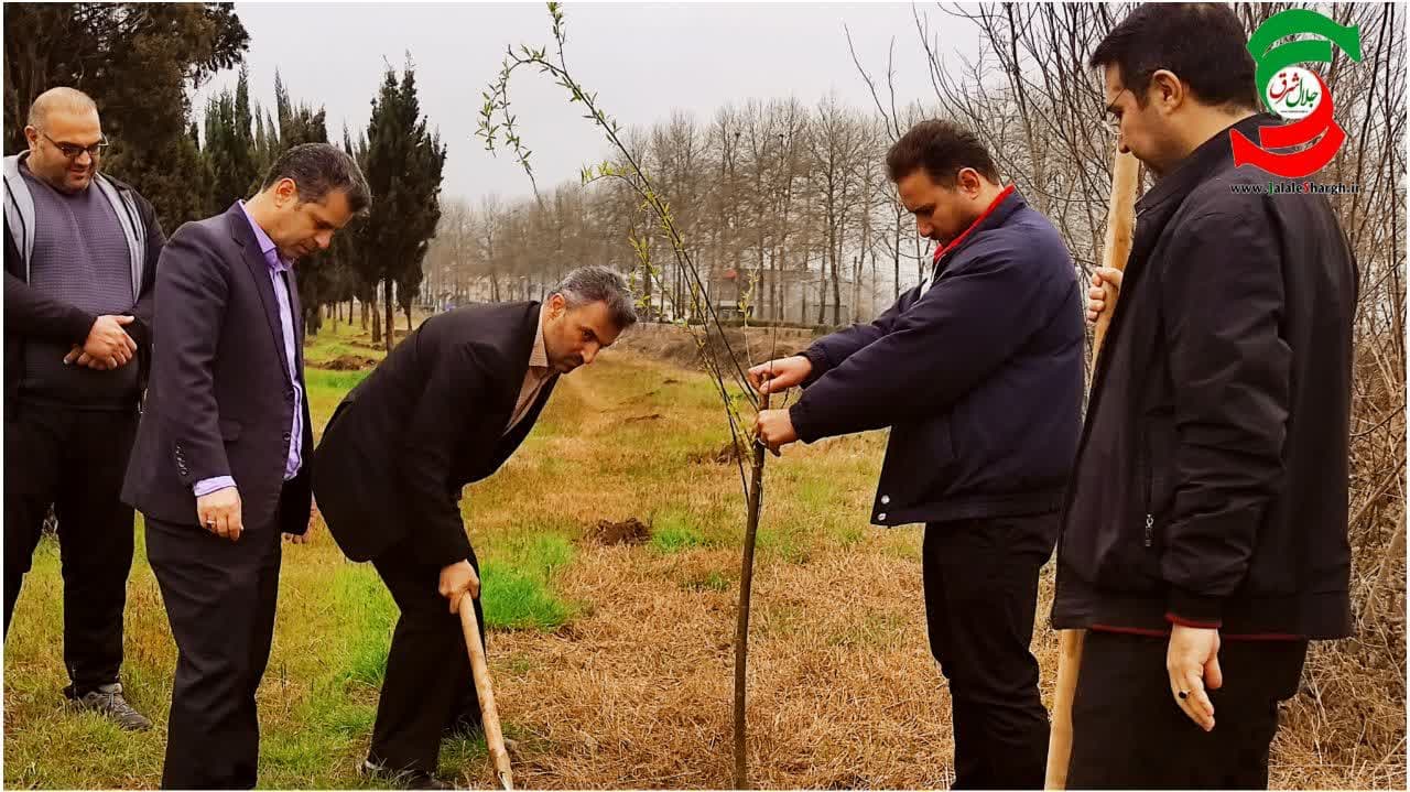 غرس  آخرین نهال درخت توسط شهردار مستعفی آستانه اشرفیه