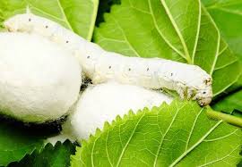 توزیع بالغ بر ۱۳ هزار جعبه تخم نوغان بین نوغانداران گیلانی