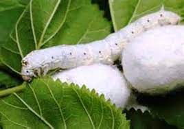 نوغانداری در حال نابودی است