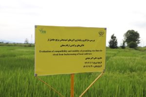 وزیر جهاد کشاورزی و استاندار گیلان در جریان آخرین اقدامات تحقیقاتی حوزه برنج قرار گرفتند