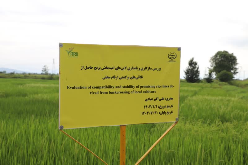 وزیر جهاد کشاورزی و استاندار گیلان در جریان آخرین اقدامات تحقیقاتی حوزه برنج قرار گرفتند