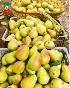 خواص و فواید گلابی