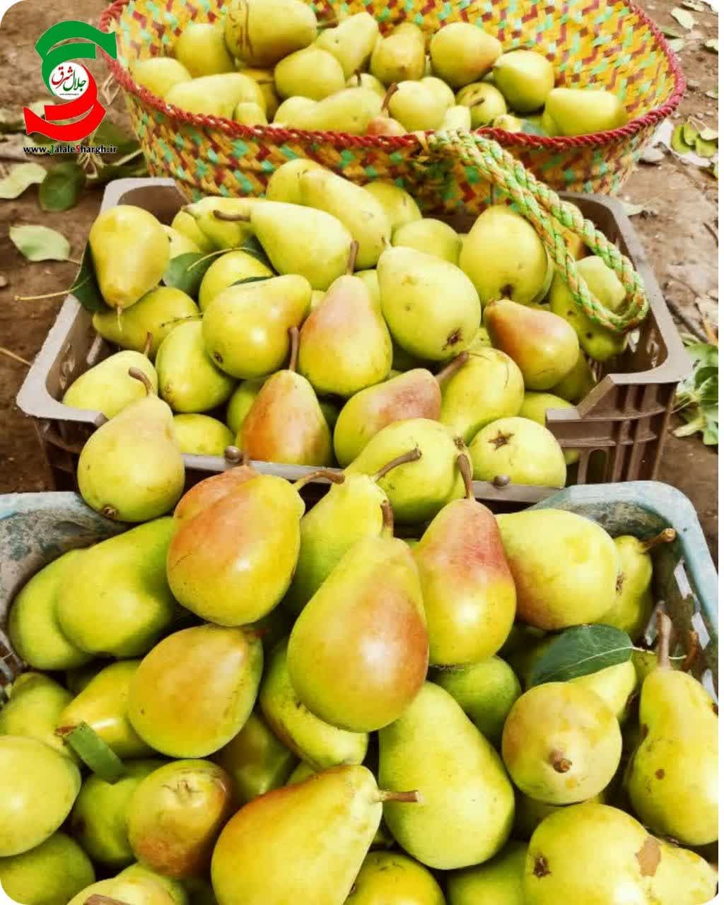 خواص و فواید گلابی