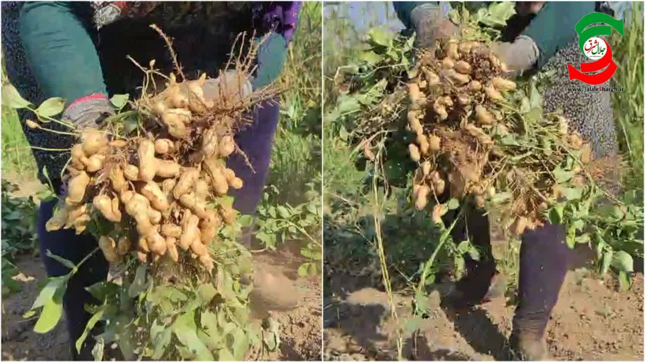 برداشت بادام زمینی در آستانه اشرفیه آغاز شد