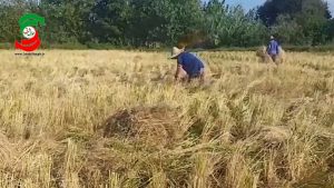 برداشت برنج به روش سنتی  در روستای کتشصت آبادان چهارده