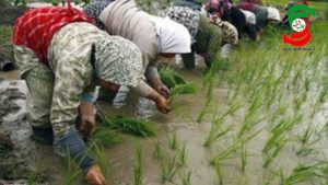 بانوان گیلانی در خط مقدم امنیت غذایی؛ روایتی که در قاب نمی گنجد