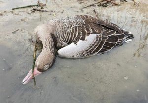 پایش آنفلوانزای فوق حاد پرندگان در گیلان تشدید شد