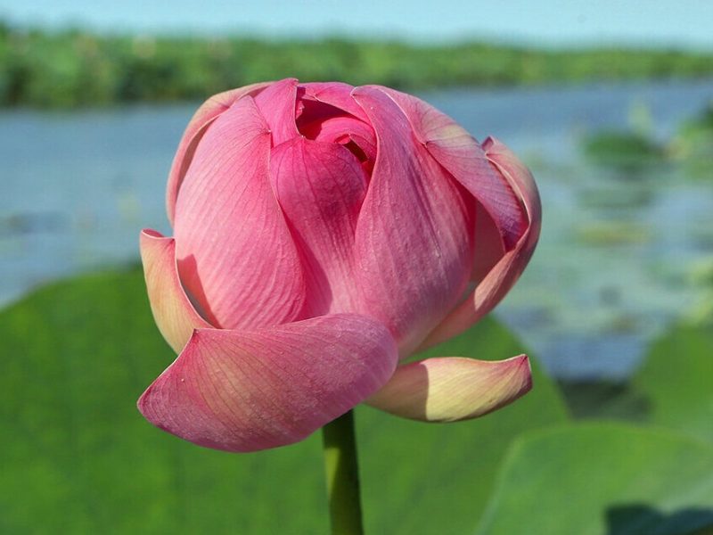 تالاب انزلی؛ روی موج رادیو تالاب