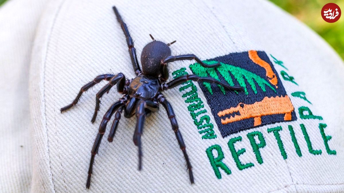 این عنکبوت با وجود اینکه به سمی‌ترین گونه عنکبوتیان روی زمین تعلق دارد، اما حالا از نیش خود در برنامه‌ای برای تولید پادزهر استفاده میکند!