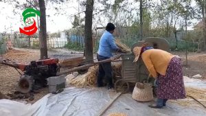 خرمن کوبی برنج به روش قدیمی در روستای کتشصت آبادان چهارده آستانه اشرفیه