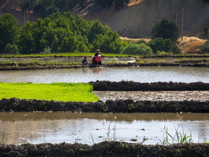 قرارگاه جهادی مدیریت آب کشاورزی و عبور از تنش آبی با همکاری شالیکاران در گیلان