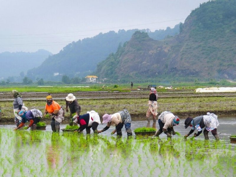 مزایای تولید برنج پرمحصول برای کشاورزان گیلانی تبیین شود