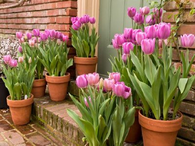 استقبال از نوروز با هوای بارانی  روزهای آخر زمستان