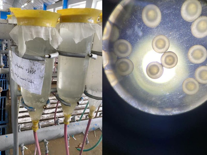 گیلان ماهی سفید پرورشی را در محیط اسارت تکثیر کرد