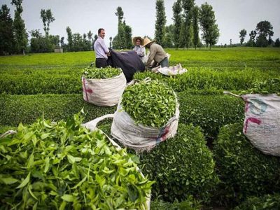 نرخ جدید خرید تضمینی برگ سبز چای اعلام شد