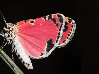 داستان عاشقانه سمی یک پروانه!