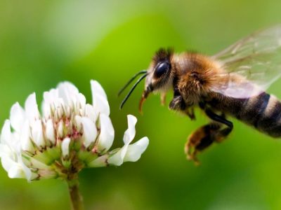 شاید منهادن‌ها چندان شناخته‌شده نباشند، اما این ماهیان کوچک یکی از گونه‌های اصلی در اکوسیستم‌های دریایی هستند. آن‌ها به عنوان منبع غذایی اولیه برای ماهی‌ها، پرندگان و پستانداران بزرگتر عمل می‌کنند.