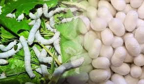 افزون بر ۱۱ هزار جعبه تخم نوغان در گیلان توزیع شد