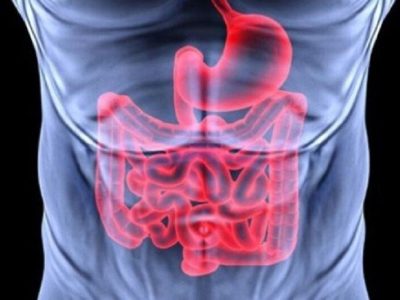 روده مغز دوم بدن