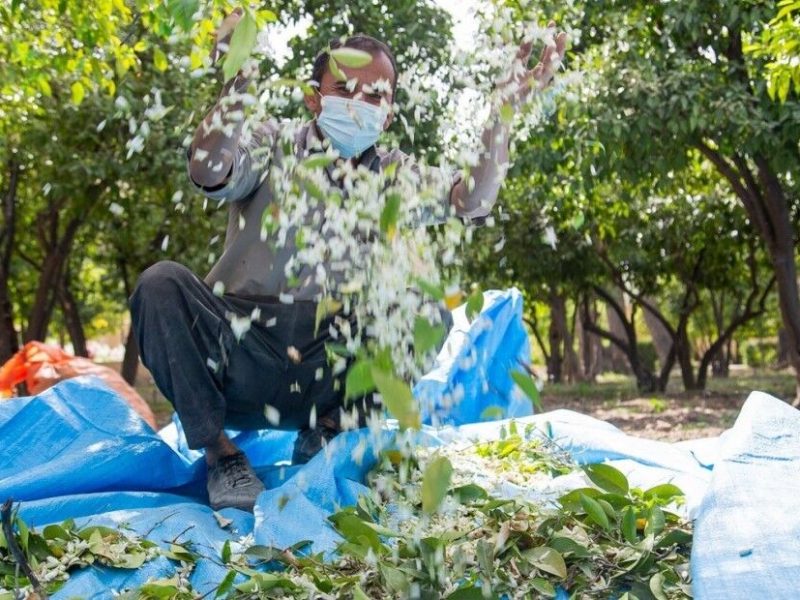 بزم شکوفه‌های بهارنارنج در گیلان