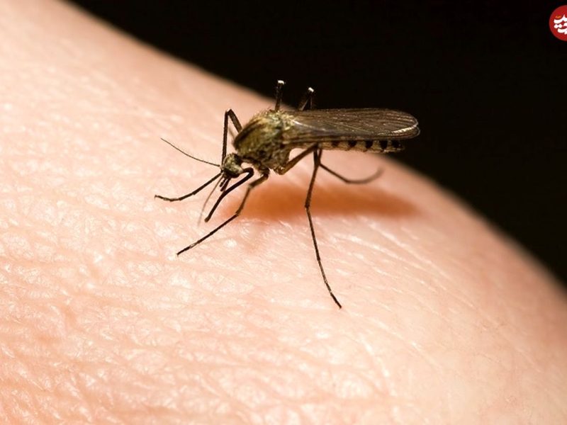 حالا که تابستان فرا رسیده و از قضا بیماری‌های مربوط به گزش پشه هم در دنیا شایع شده‌اند، شاید به این فکر کرده باشید که چه راه‌هایی برای در امان ماندن از نیش این حشرات در اختیار دارید. در اینجا آخرین یافته‌های علمی دربارۀ موثرترین روغن‌های دافع پشه‌ها را مرور می‌کنیم.