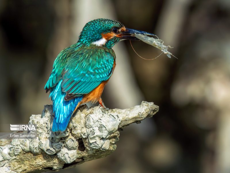 ریل‌گذاری قابل قبول دولت برای مدیریت منابع‌زیستی/پایش حیات‌وحش با روش‌های روز دنیا