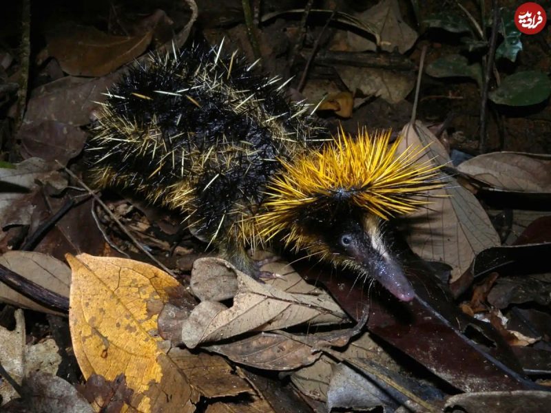 (تصاویر) خاص‌ترین «خارپشت» جهان که کمتر کسی آن را می‌شناسد