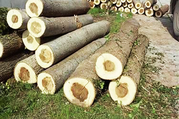 قطع و حمل درختان صنوبر بدون کسب مجوز بلامانع است