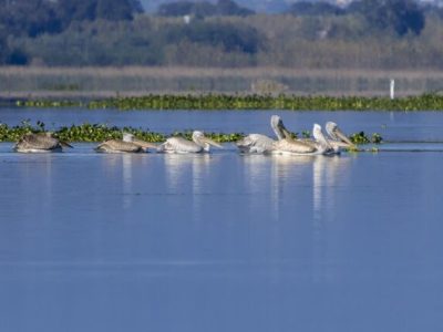 مهمانان تالاب انزلی از راه رسیدند