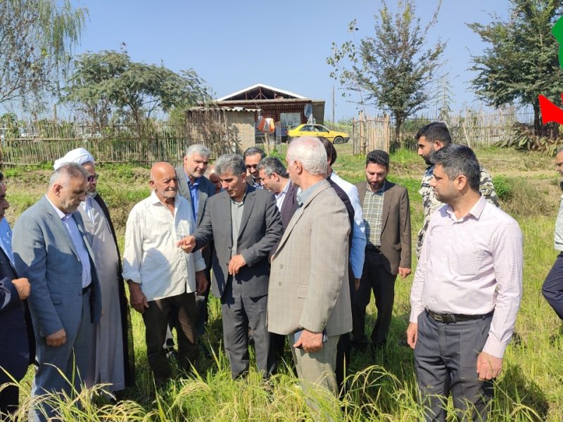 آغاز برداشت برنج راتون در روستای کتشصت آبادان بخش مرکزی آستانه اشرفیه+ عکس