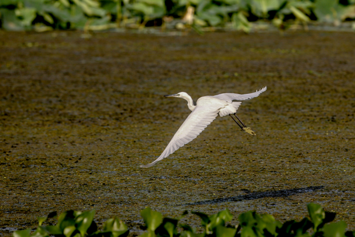 وضعیت کنونی تالاب انزلی مناسب نیست/خطر انقراض حدود ۳۶۹ نوع موجودات آبزی و پرندگان در تالاب انزلی