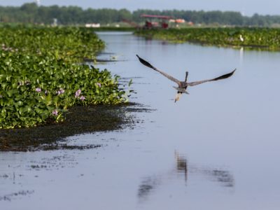 برداشت غیراصولی رسوبات تالاب انزلی به محیط زیست آسیب می‌زند