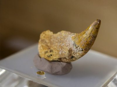 دندان خرس باستانی تا تیغه‌های شکار در سالروز بیش از نیم قرن موزه رشت