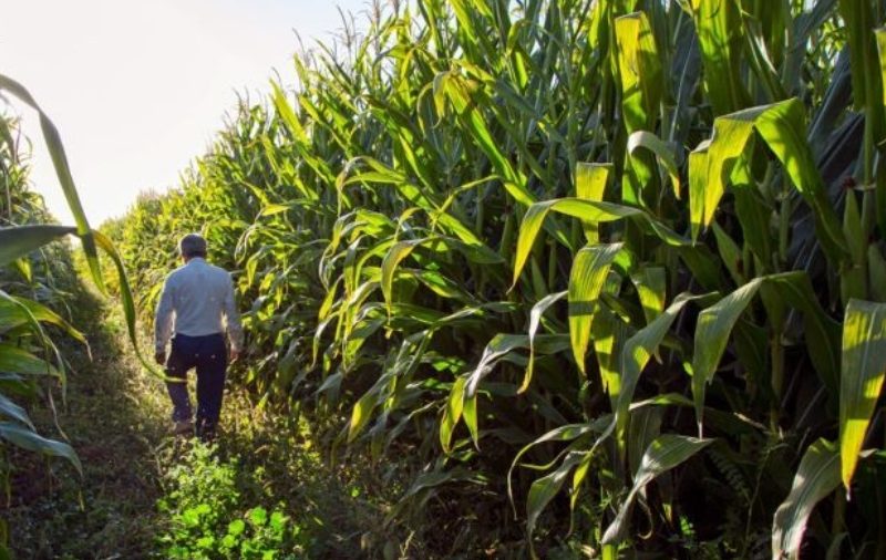 ۷۰ مرکز در گیلان آماده بیمهگذاری محصولات کشاورزی است