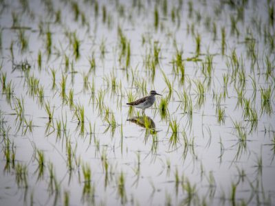 معرفی چهار رقم جدید برنج؛ نسخه به‌زراعی کشت در شرایط کم‌آبی ارائه شد