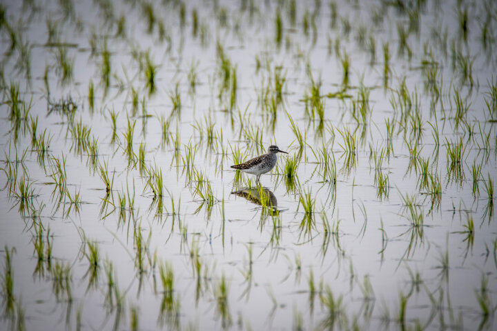 معرفی چهار رقم جدید برنج؛ نسخه به‌زراعی کشت در شرایط کم‌آبی ارائه شد