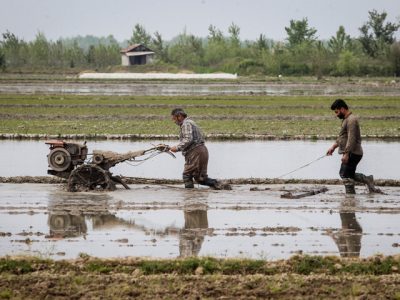 هزار هکتار از شالیزارهای گیلان شخم اولیه شدند